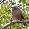 Chestnut-tailed Starling