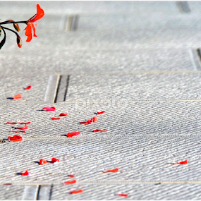 no title by Giorgio Passoni - Flowers Flower Arangements