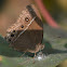 Dingy Bushbrown or Common Bushbrown
