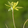 Green-flowered Gagea