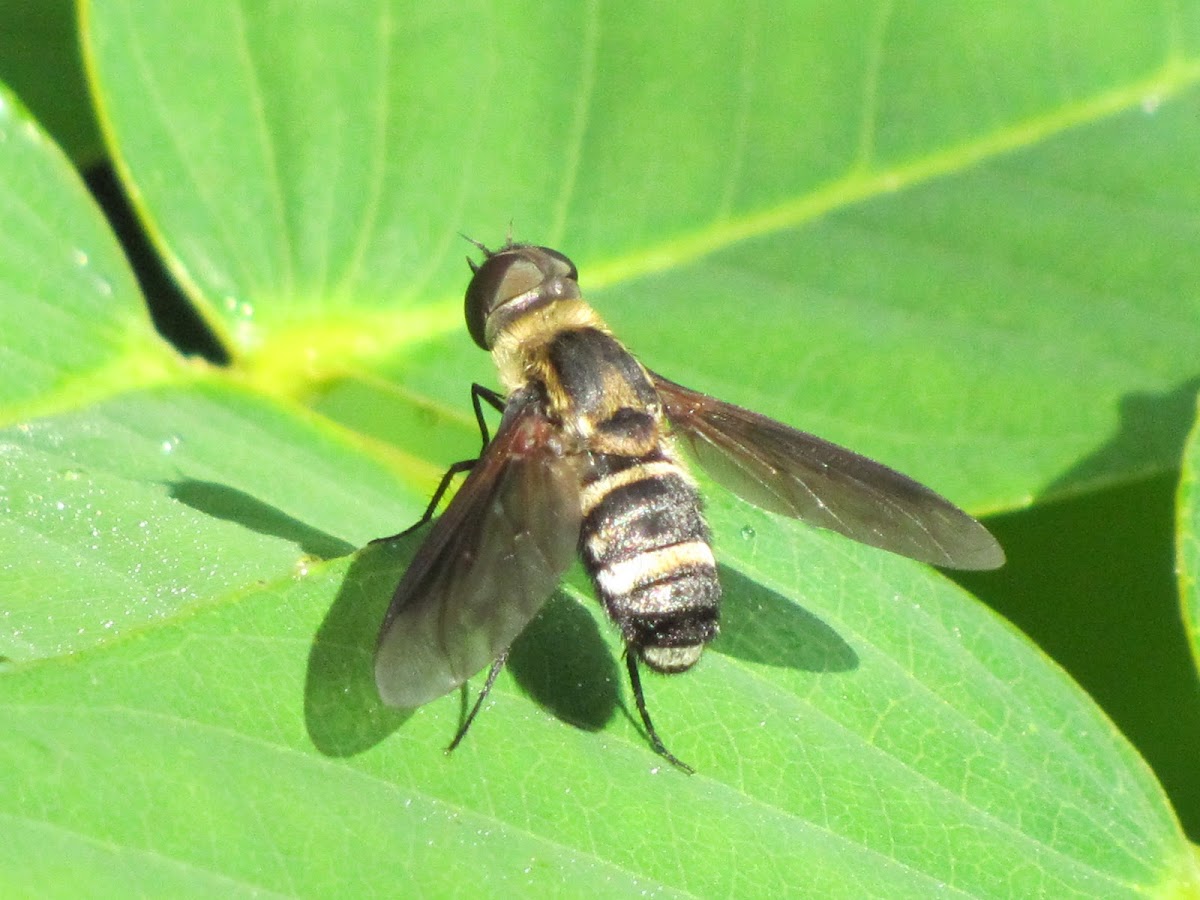 Barred bee fly