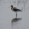 American Avocet