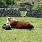 Vaca y ternero. Cow and calf