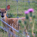 Baby White-tailed Deer