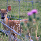 Baby White-tailed Deer