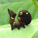 Fruit-piercing Moth Caterpillar