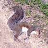 Eastern gray squirrel (dead)