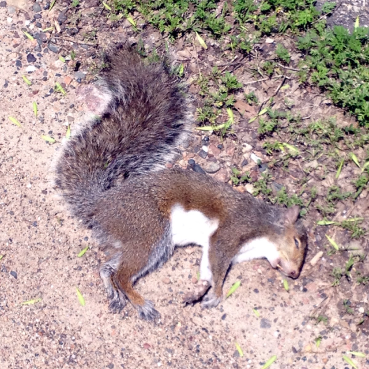 Eastern gray squirrel (dead)