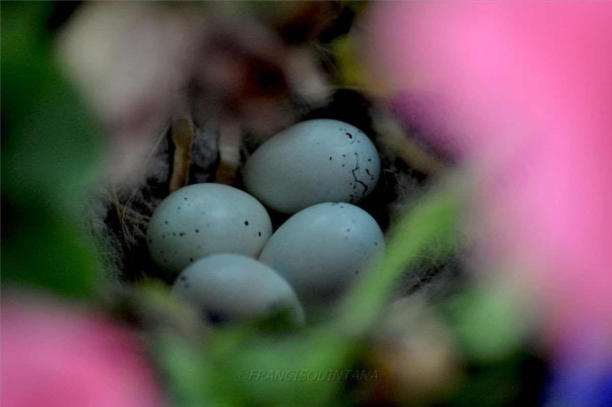 House Finch eggs