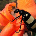 CMR Blister Beetle