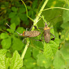Leaf-footed bug nymphs