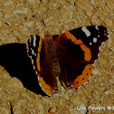 Red Admiral