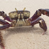 Ucides crab