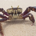 Ucides crab