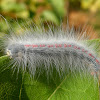 Moth Caterpillar/ Lasiocampidae