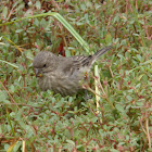 House Finch (female)