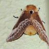 Megalopygidae Moth