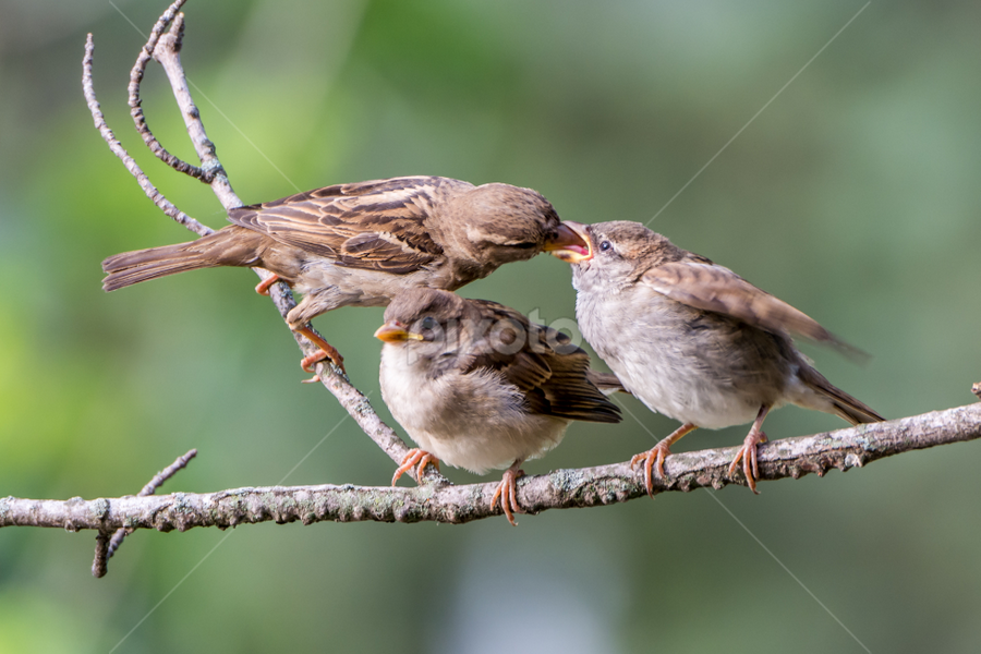 Feeding the young ones. | Birds | Animals | Pixoto