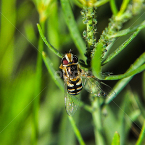 by Ejaz Ahmed - Animals Other