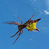 Arrow Spider