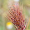 Brome grass, Espiguilla de burro