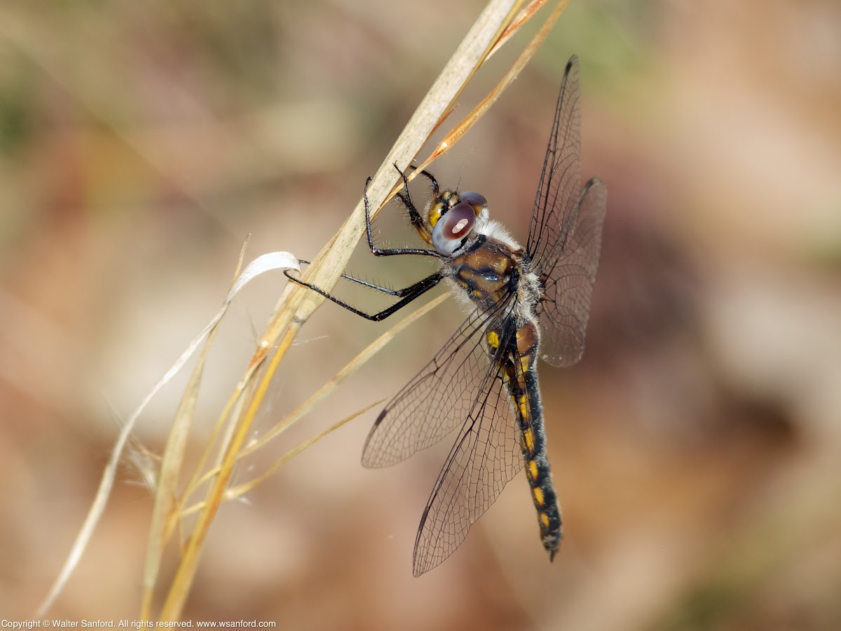 Baskettail dragonfly