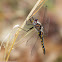 Baskettail dragonfly