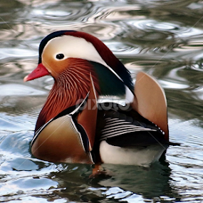 colorful ducks by Dubravka Bednaršek - Animals Birds