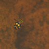 Sunburst diving beetle