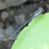 Rambur's Forktail Damselfly