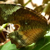 Common Palmfly
