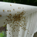 baby spiders