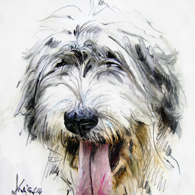 Dog portrait by Daliana Pacuraru - Drawing All Drawing