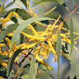 Central Queensland Flora