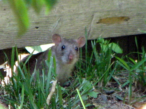 External Image
