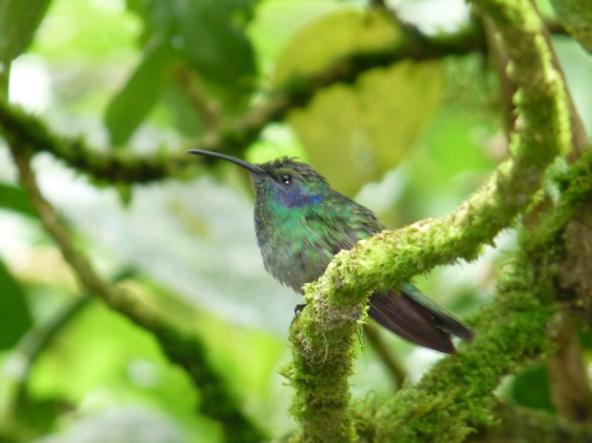 Green violet-ear hummingbird