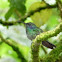 Green violet-ear hummingbird