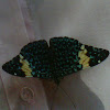 Red Cracker Butterfly