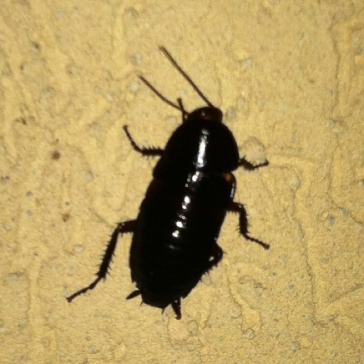 Florida Woods Cockroach Project Noah