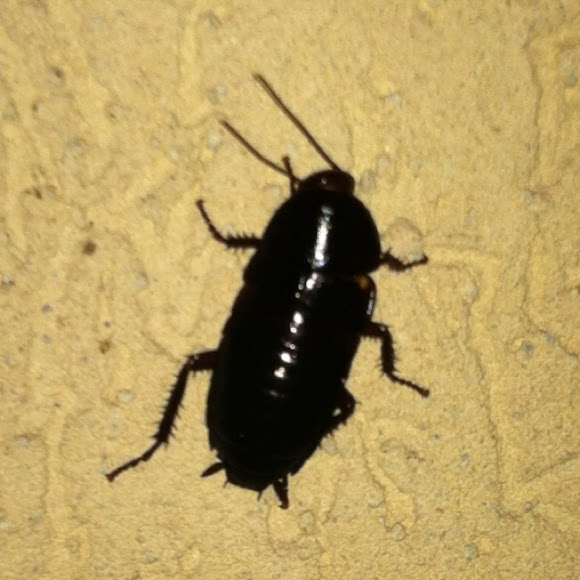 Florida Woods Cockroach Project Noah