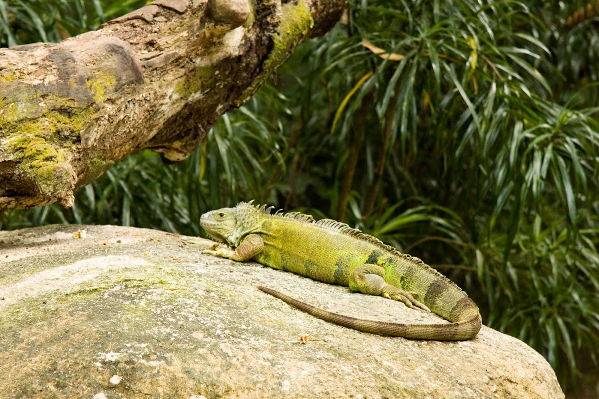 Common Iguana
