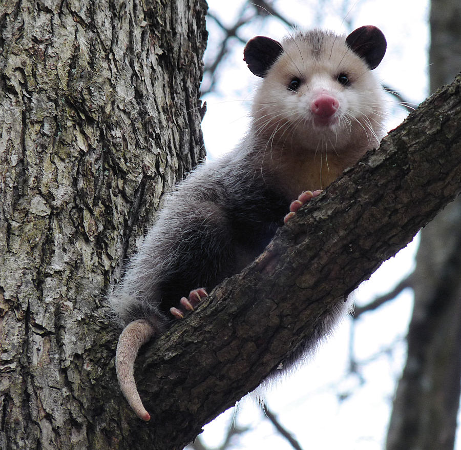 North American Opossum