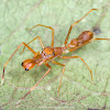 Kerengga Ant-like Jumper