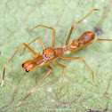 Kerengga Ant-like Jumper