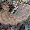 Unknown Bracket Fungus