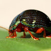 Metallic Green Leaf Beetle