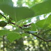 Leaf-footed bug nymph