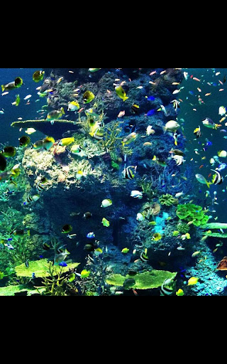 【免費個人化App】Aquarium HD Live Wallpaper-APP點子