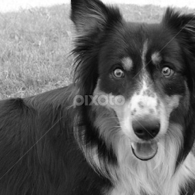 Ziggy Stardust by Aleksandra Ivanković Mazzuka  - Animals - Dogs Portraits