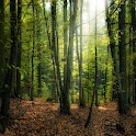 Forest HD Live Wallpaper logo
